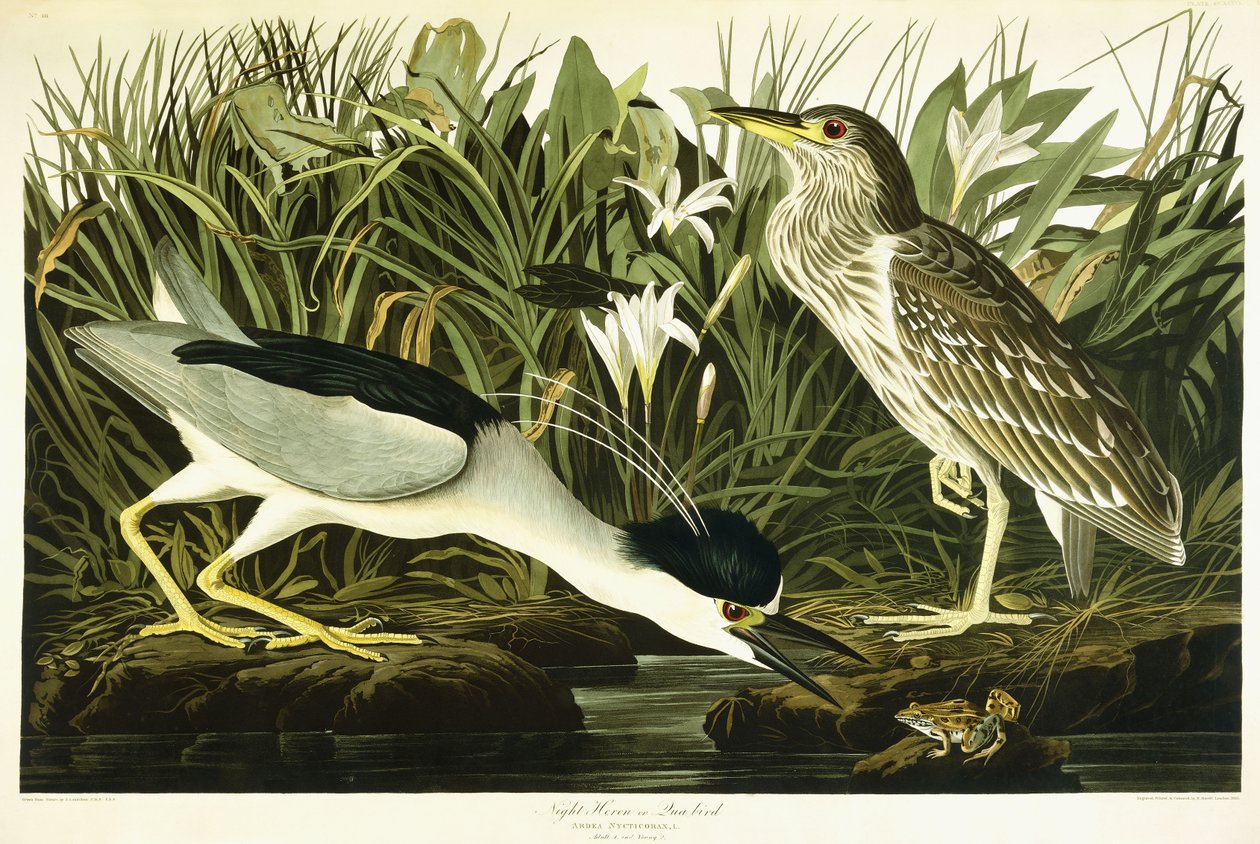 Ślepowron lub ptak Lua, 1835 autorstwa John James Audubon