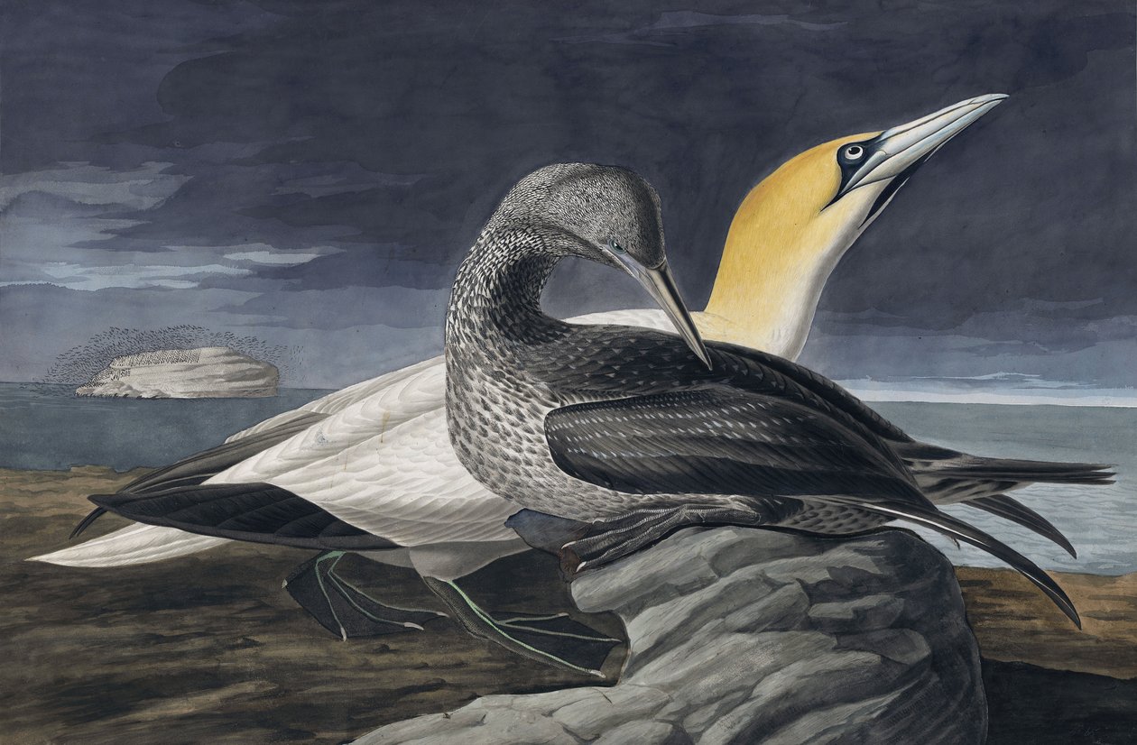 Głuptak północny, Morus Bassanus, z „Ptaki Ameryki” Johna J. Audubona, wyd. 1827-38 autorstwa John James Audubon