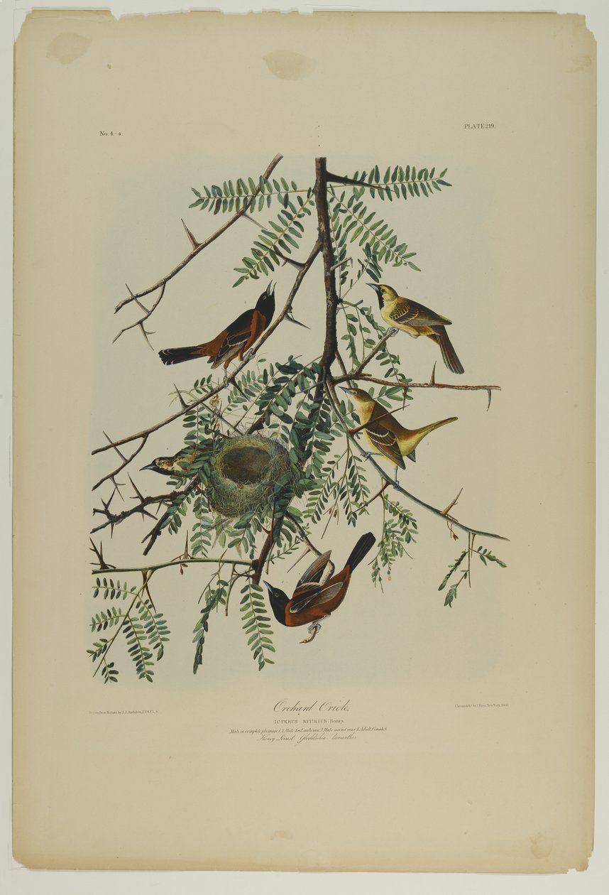 Orchard Oriole, wydrukowane przez Juliena Biena i wydane przez Roe Lockwood & Son, 1861 (chromolitografia) autorstwa John James Audubon