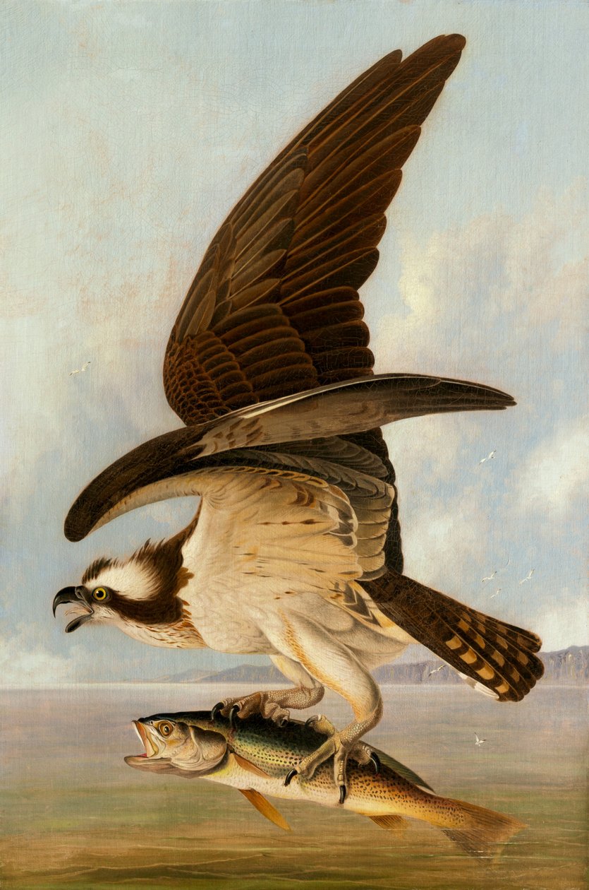 Rybołów i Słaba Ryba autorstwa John James Audubon