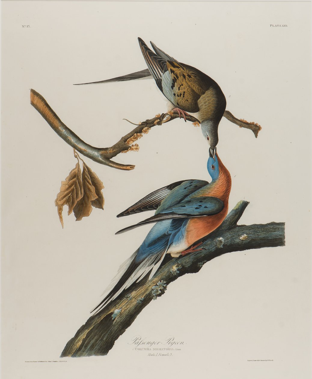 Gołąb wędrowny, 1827-1838 (wc na papierze) autorstwa John James Audubon