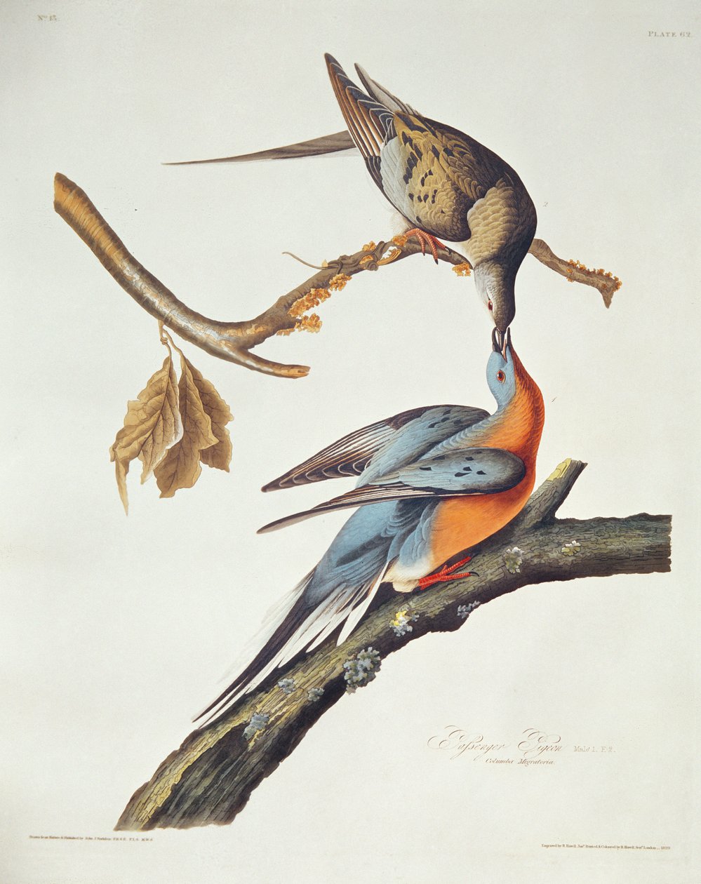 Gołąb wędrowny z „Birds of America” autorstwa John James Audubon