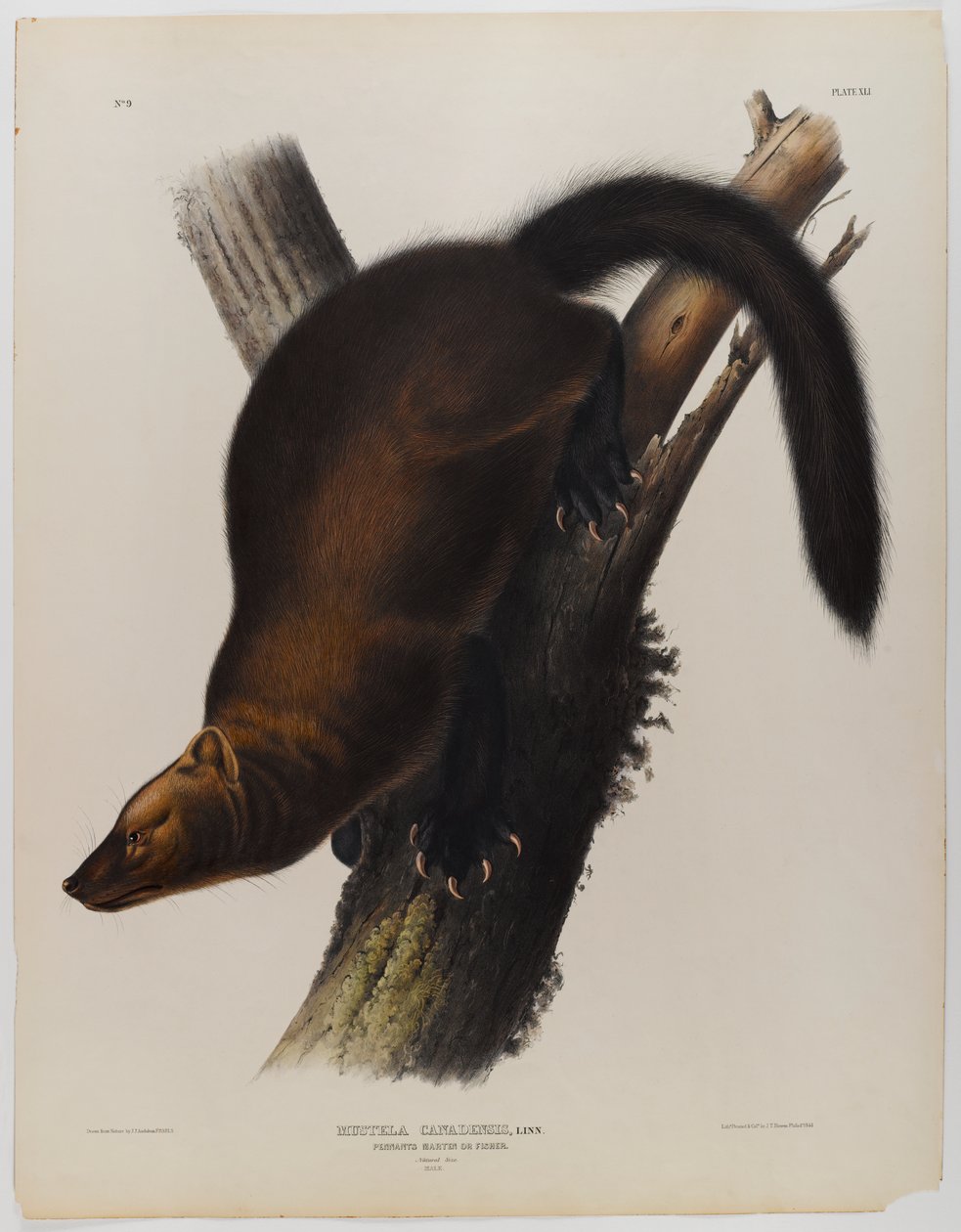 Proporczyki martin lub fisher autorstwa John James Audubon