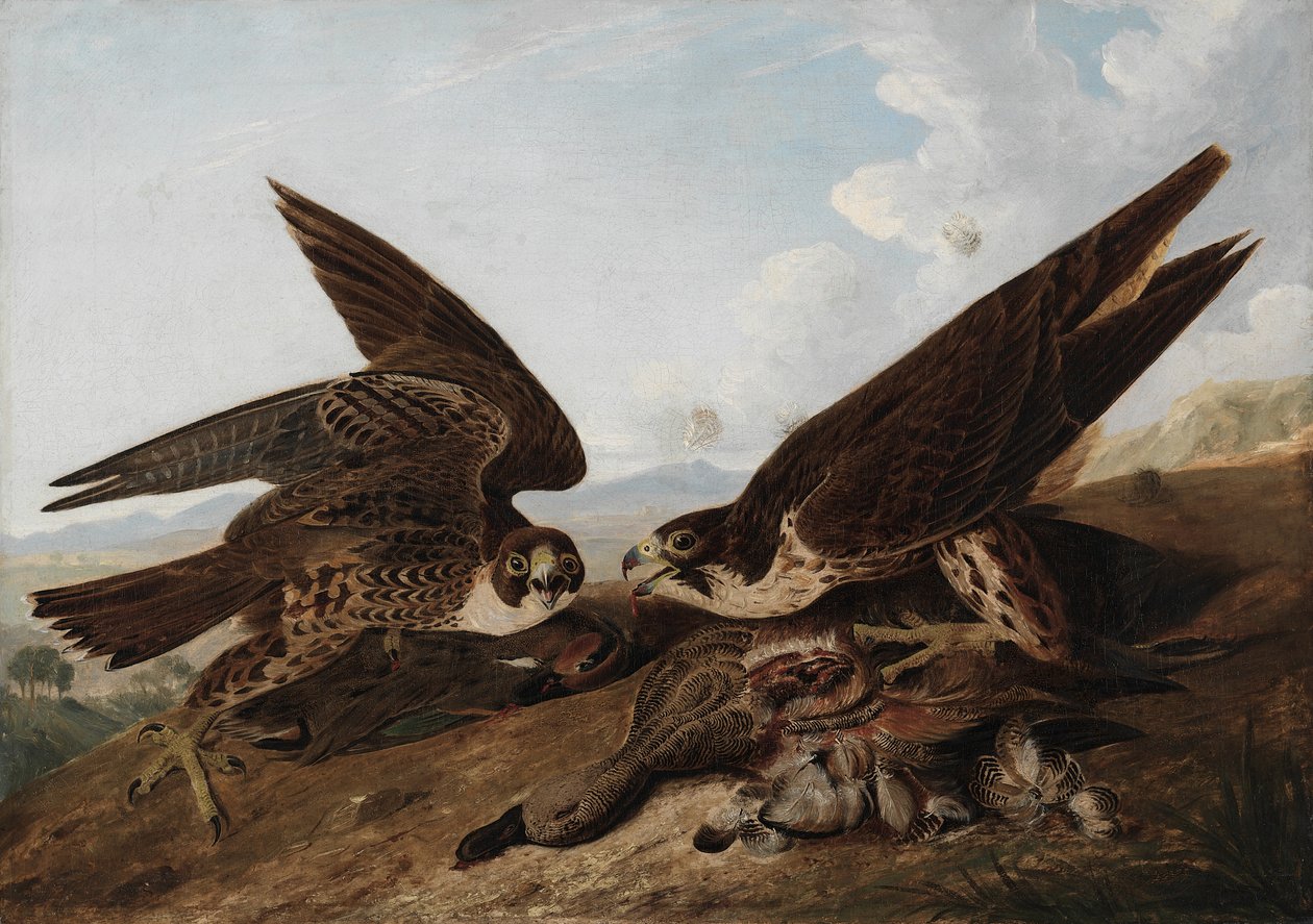 Sokoły wędrowne autorstwa John James Audubon