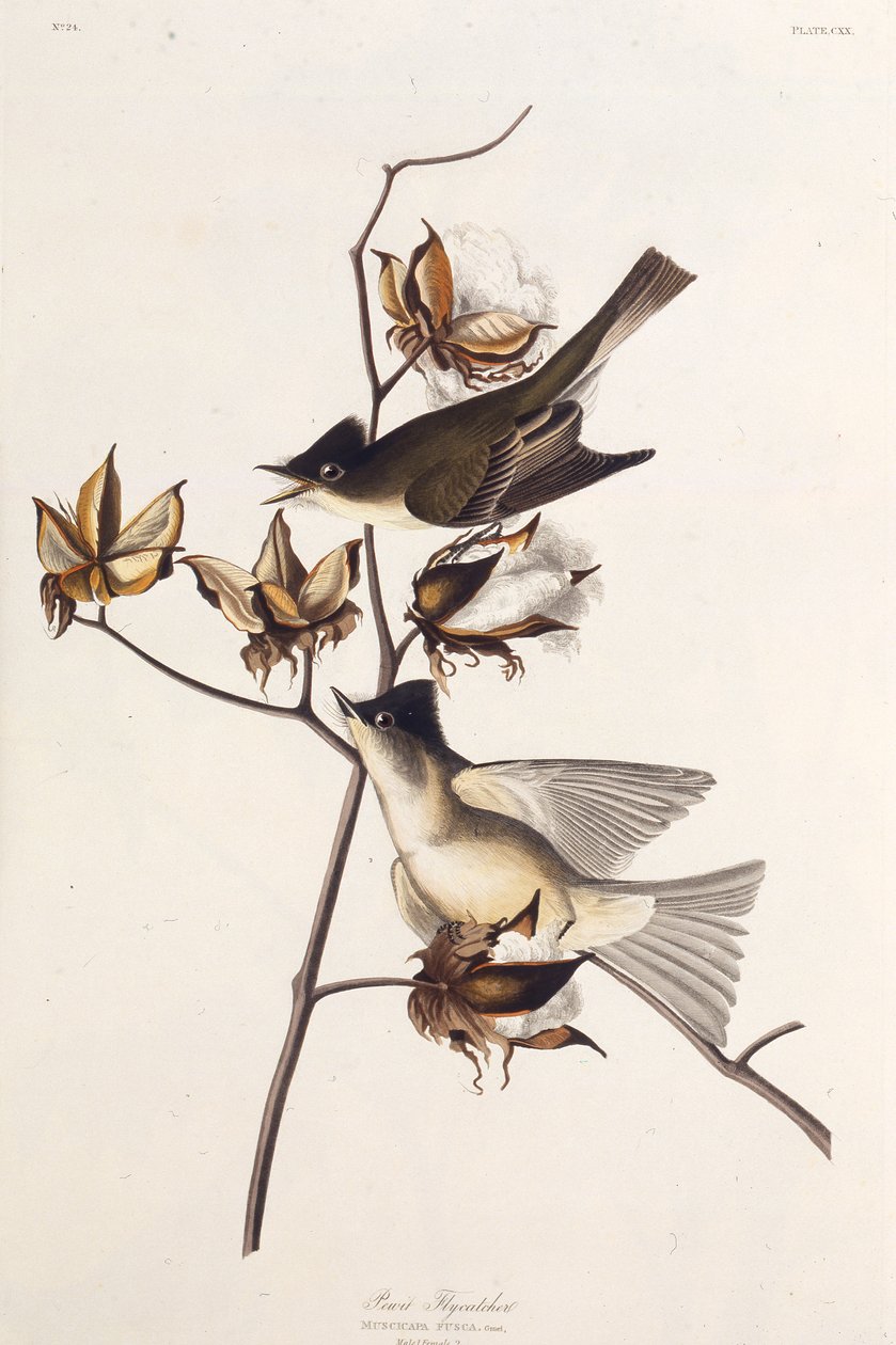 Muchołówka Pewit. Z Ptaków Ameryki, 1827-1838. autorstwa John James Audubon
