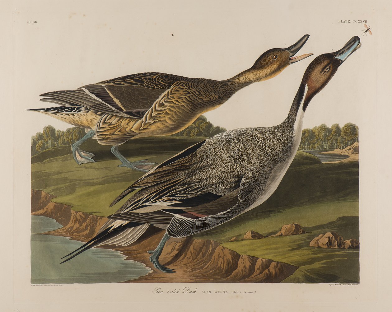 Kaczka ogoniasta, 1834 (wc na papierze) autorstwa John James Audubon