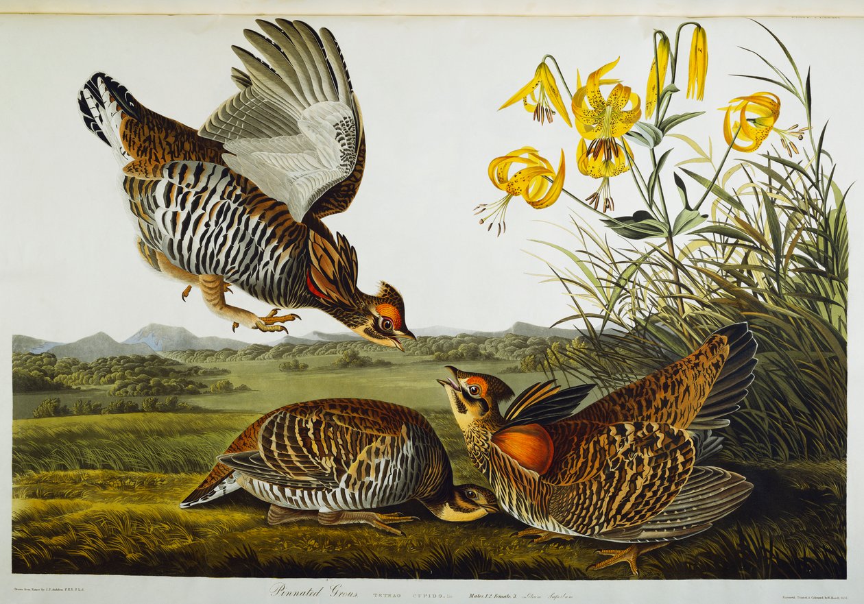 Cietrzew. Wielki Kurczak Preriowy autorstwa John James Audubon