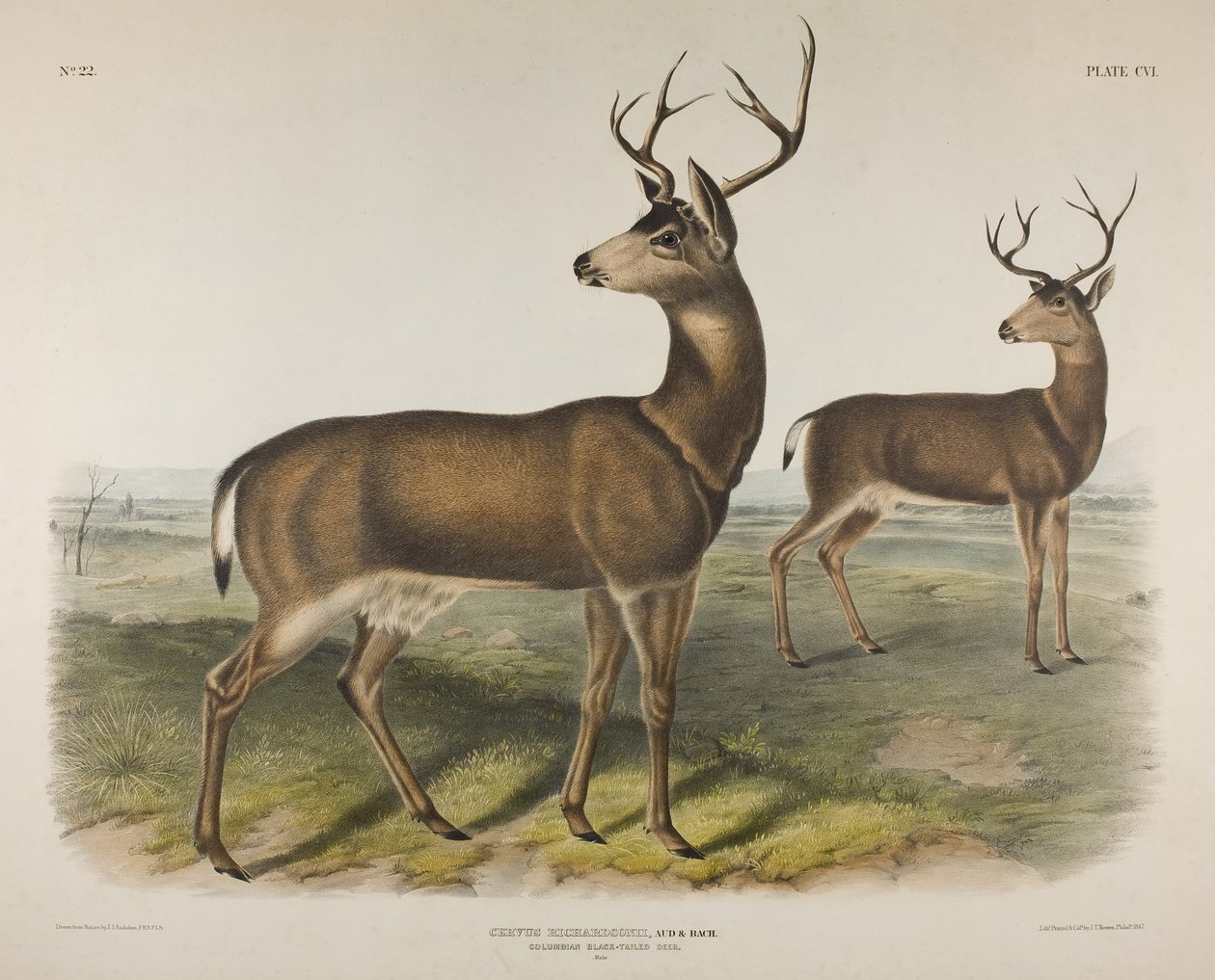 Tabliczka 106. Cervus Richardsonii, Aud & Bach. Kolumbijski jeleń czarnoogoniasty, 1848 autorstwa John James Audubon