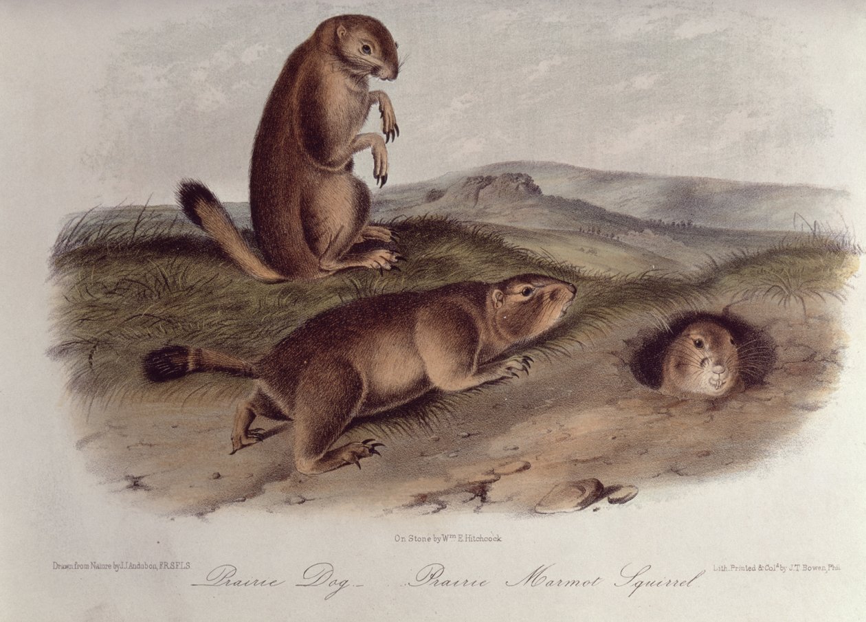 Piesek preriowy z „Cworonogów Ameryki Północnej”, 1842-5, (litografia) autorstwa John James Audubon