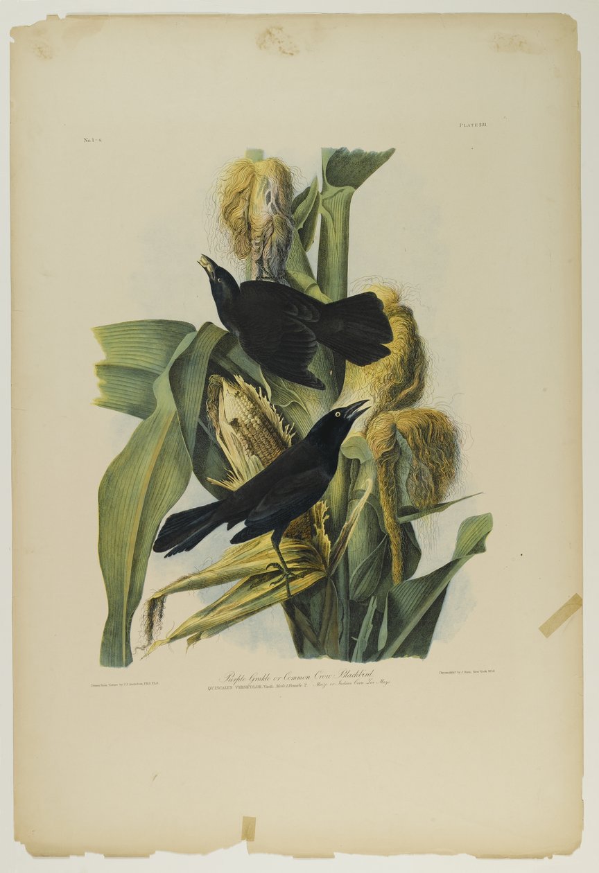 Purple Grackle lub Common Crow Blackbird, wydrukowane przez Juliena Biena i opublikowane przez Roe Lockwood & Son, 1861 (chromolitografia) autorstwa John James Audubon