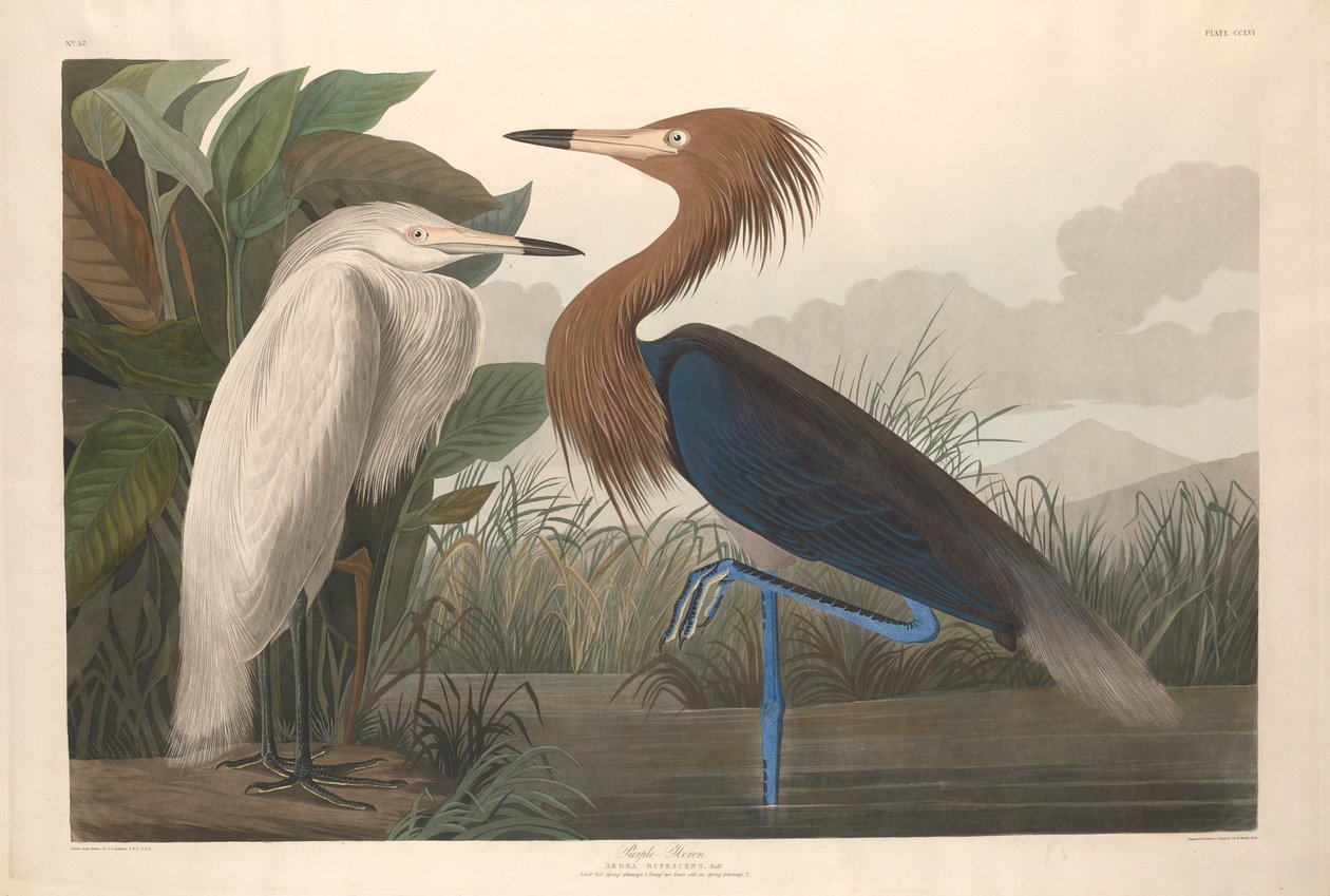 Czapla purpurowa, 1835 autorstwa John James Audubon