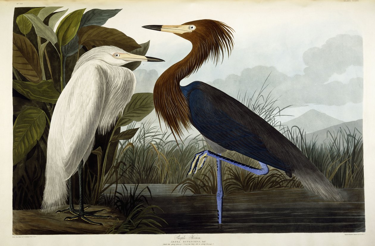 Czapla purpurowa, ok.1835 autorstwa John James Audubon