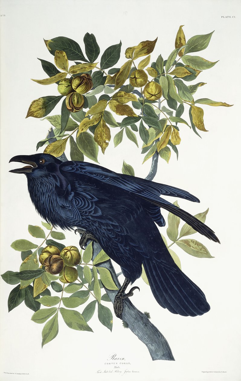 Kruk, autorstwa John James Audubon