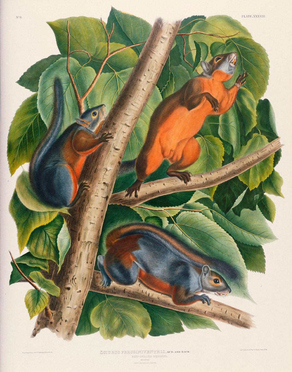 Wiewiórka czerwonobrzucha autorstwa John James Audubon