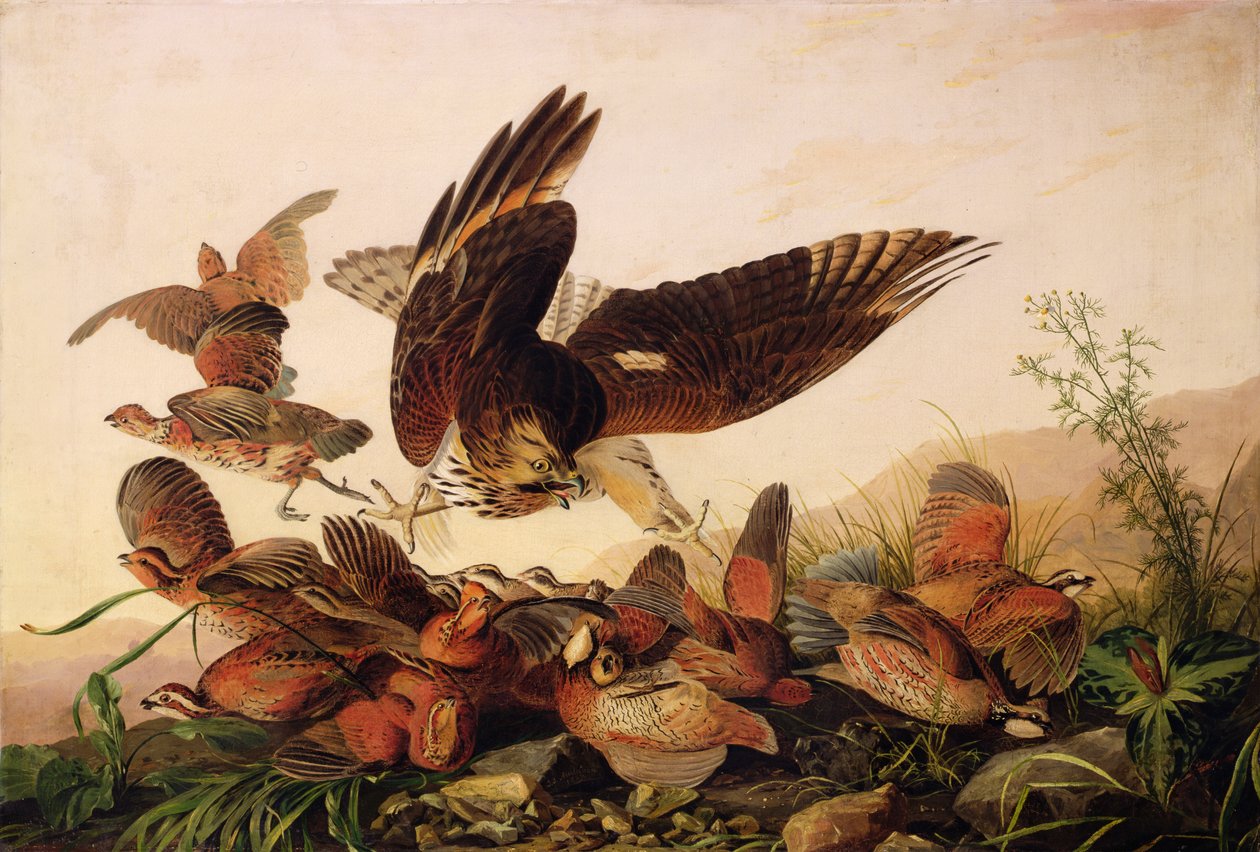 Jastrząb czerwonodzioby atakujący kuropatwy Bobwhite, 1827 autorstwa John James Audubon