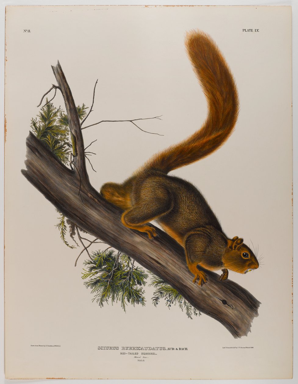 Wiewiórka rdzawosterna autorstwa John James Audubon