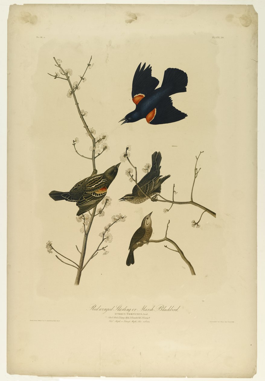 Czerwonoskrzydły Starling lub Marsh Blackbird, wydrukowany przez Juliena Biena i opublikowany przez Roe Lockwood & Son, 1861 (chromolitografia) autorstwa John James Audubon