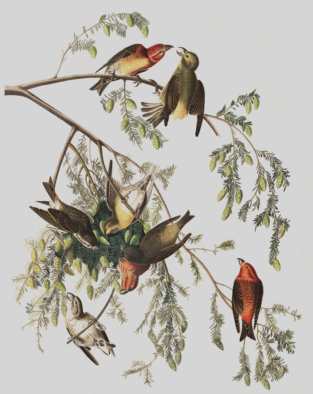 Krzyżodziób czerwony, Loxia Curvirostra, z „Ptaki Ameryki” Johna J. Audubona, wyd. 1827-38 autorstwa John James Audubon