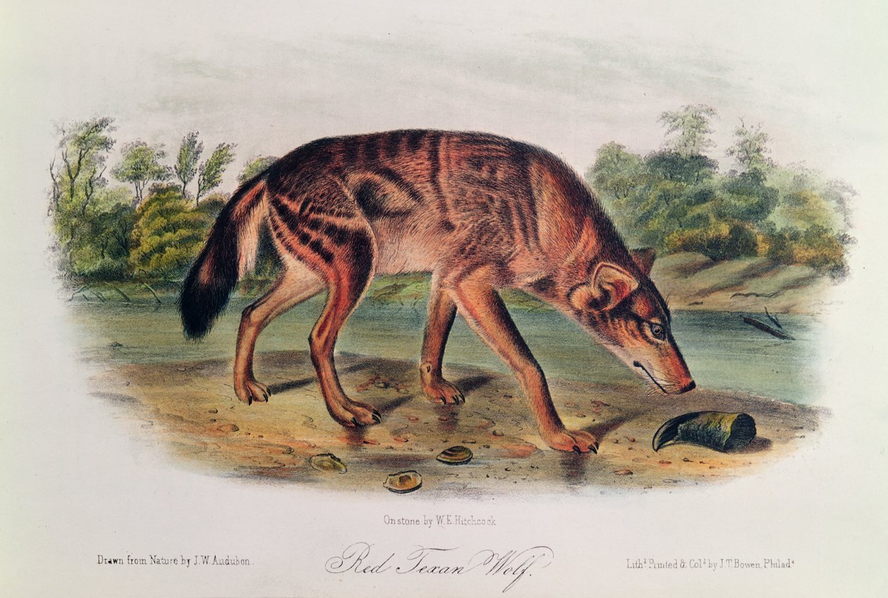 Czerwony Wilk z „Cworonogów Ameryki Północnej”, 1842-45 (ręcznie kolorowana litografia) autorstwa John James Audubon