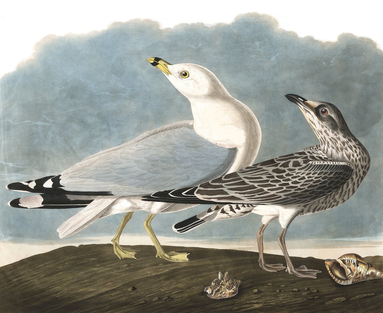 Mewa grubodzioby, Larus Delawarensis, z „Ptaki Ameryki” Johna J. Audubona, wyd. 1827-38 autorstwa John James Audubon