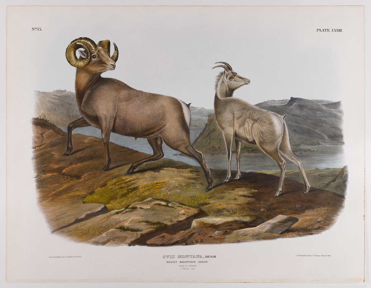 Owce z Gór Skalistych, 1845 autorstwa John James Audubon
