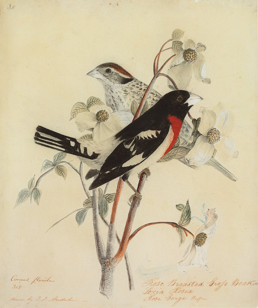 Różany Wielki Dziób, 1938 autorstwa John James Audubon