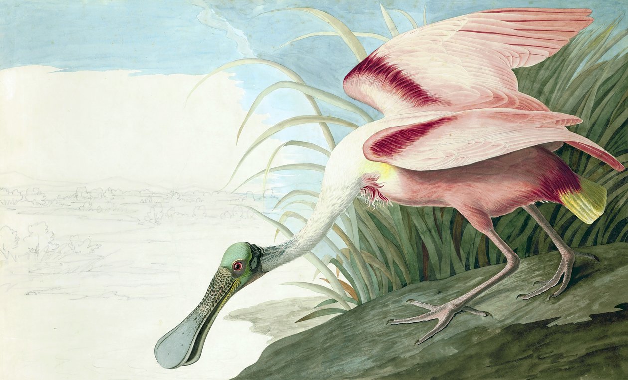 Warzęcha różowa, Platalea Ajaja, z „Ptaki Ameryki” Johna J. Audubona, wyd. 1827-38 autorstwa John James Audubon