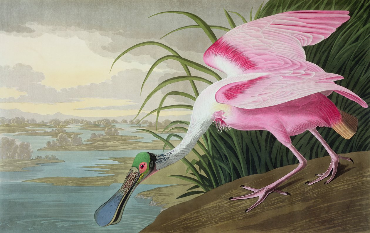 Warzęcha różowa, Platalea leucorodia, z „Ptaki Ameryki”, 1836 autorstwa John James Audubon
