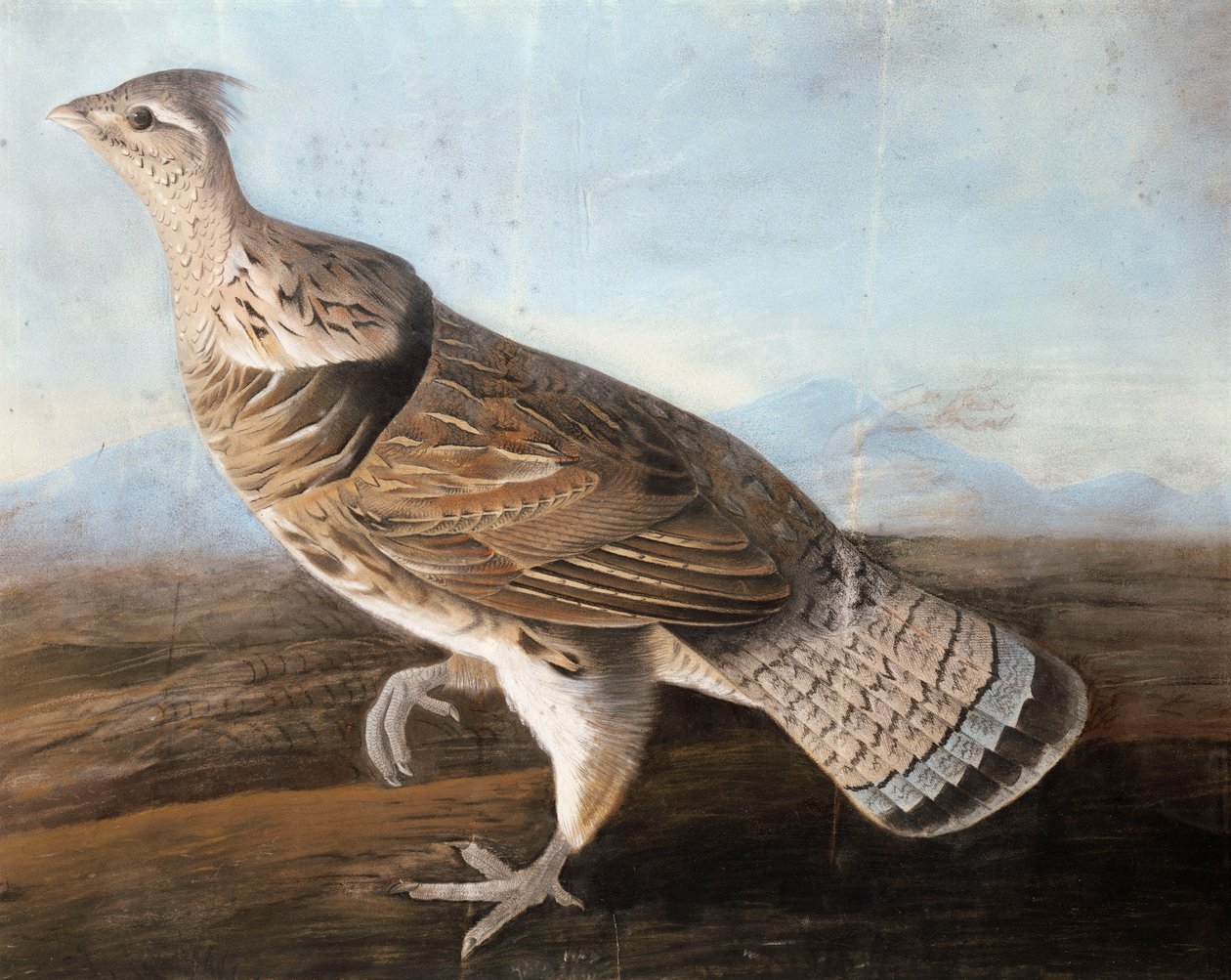 Gęś karbowana, ok. 1812 (pastel na papierze) autorstwa John James Audubon