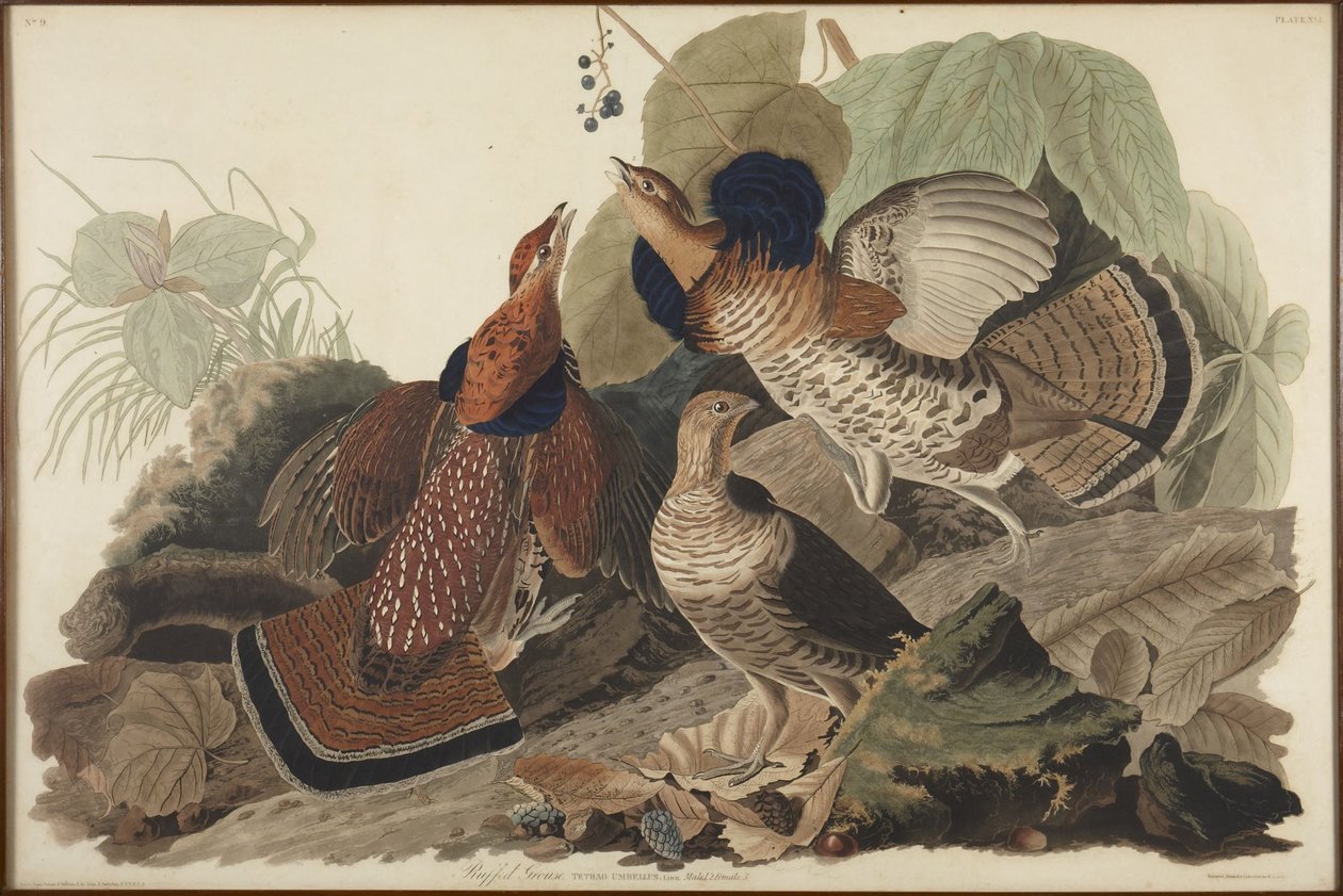 Cietrzew preriowy autorstwa John James Audubon