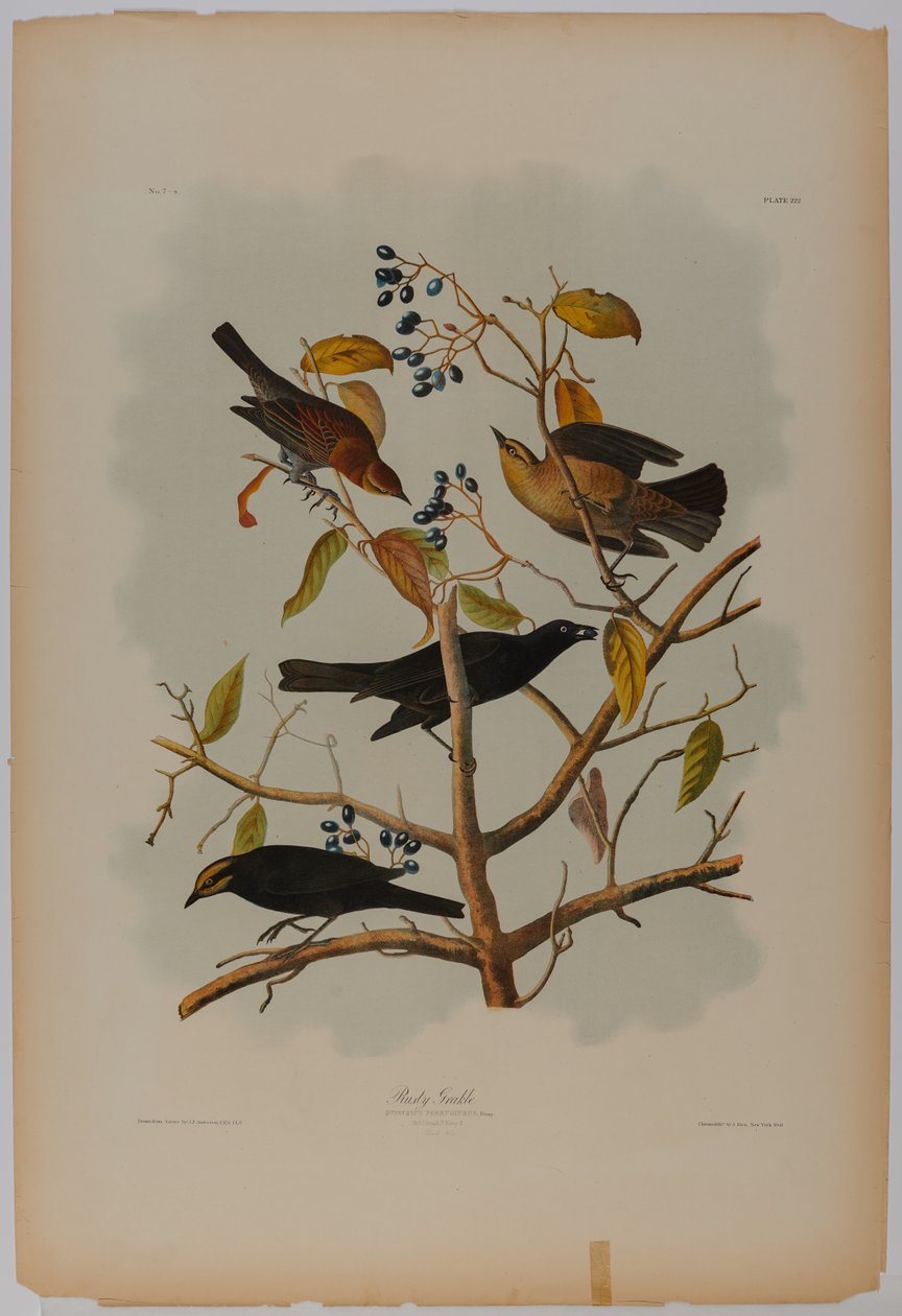 Rusty Grackle autorstwa John James Audubon