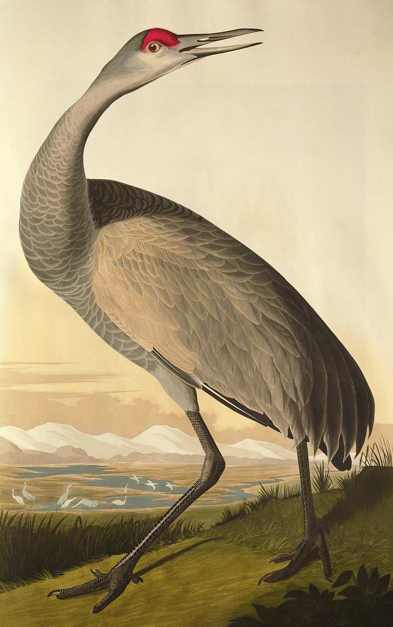 Żuraw kanadyjski, z „Ptaki Ameryki”, grawerowane przez Roberta Havella (1793-1878) 1835 autorstwa John James Audubon