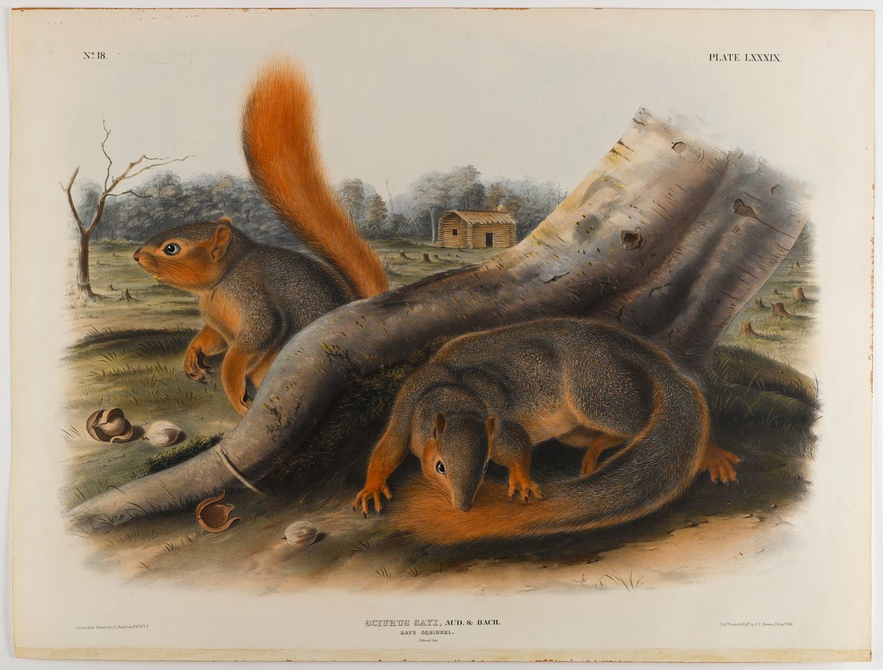 Mówi wiewiórka autorstwa John James Audubon