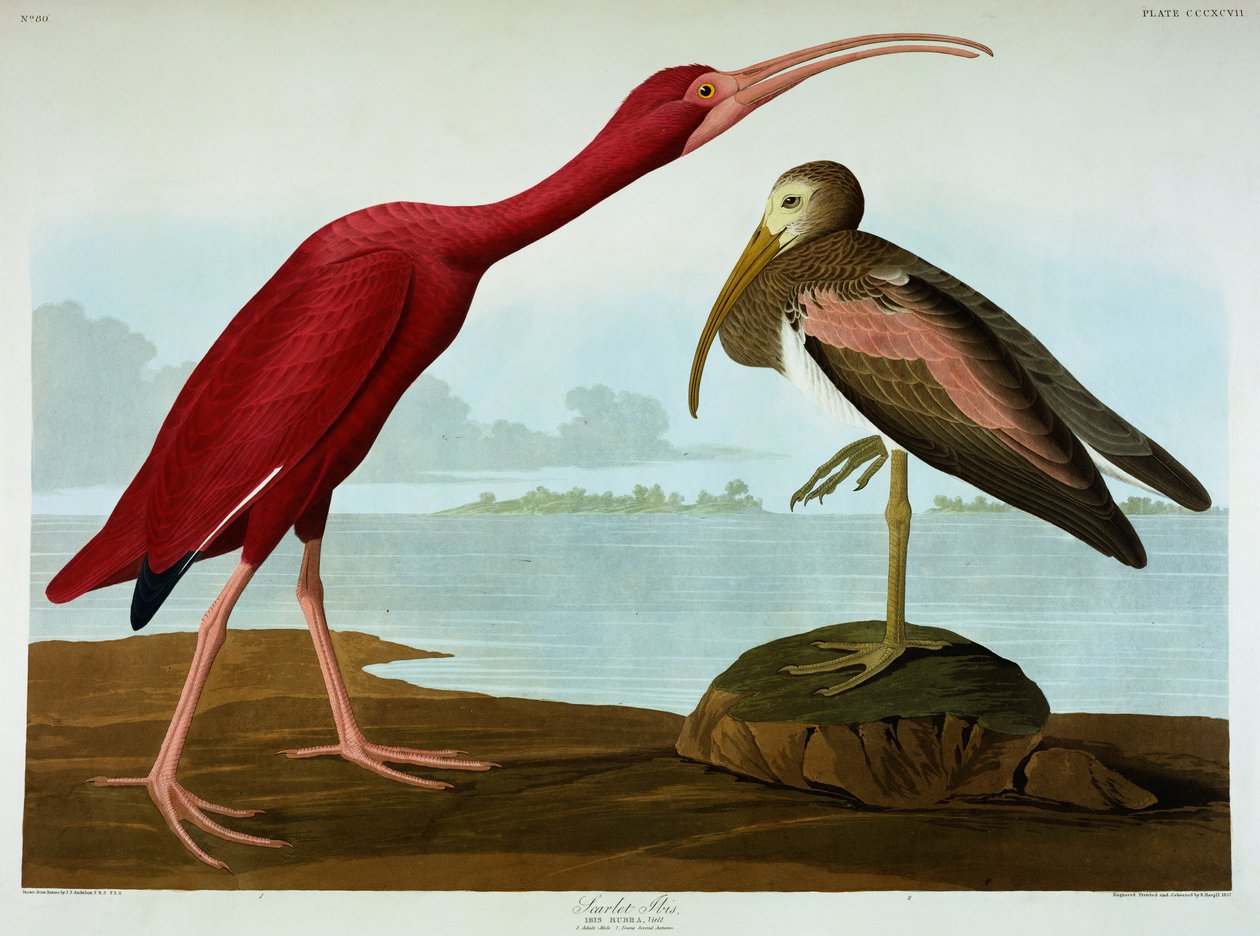 Ibis szkarłatny autorstwa John James Audubon