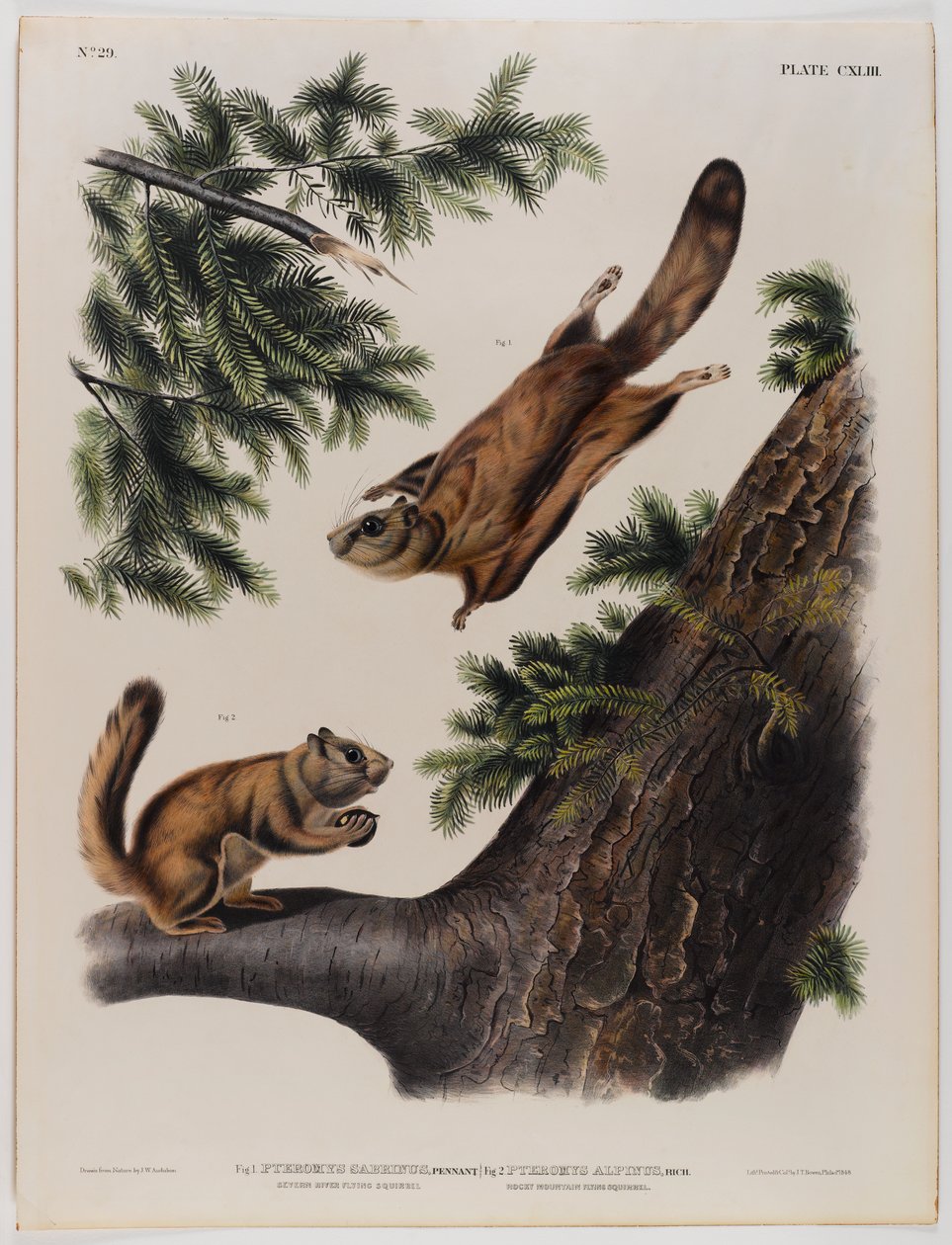 Latająca wiewiórka z rzeki Severn (po lewej) i latająca wiewiórka z Gór Skalistych (po prawej) autorstwa John James Audubon