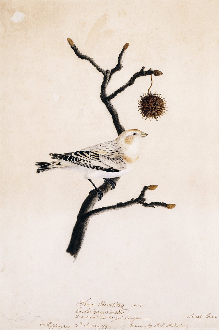 Trznadel śnieżny, 1809 autorstwa John James Audubon