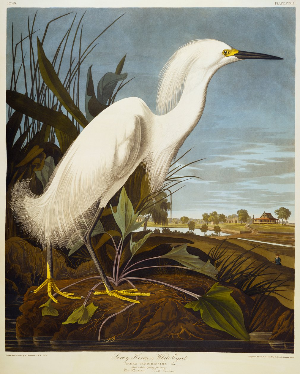 Czapla śnieżna lub czapla biała / Czapla śnieżna autorstwa John James Audubon