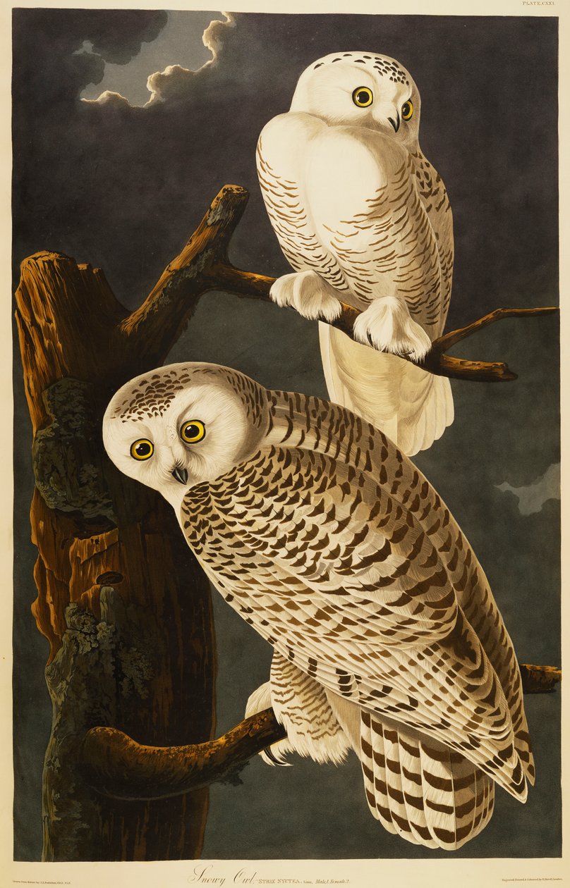 Śnieżna sowa autorstwa John James Audubon