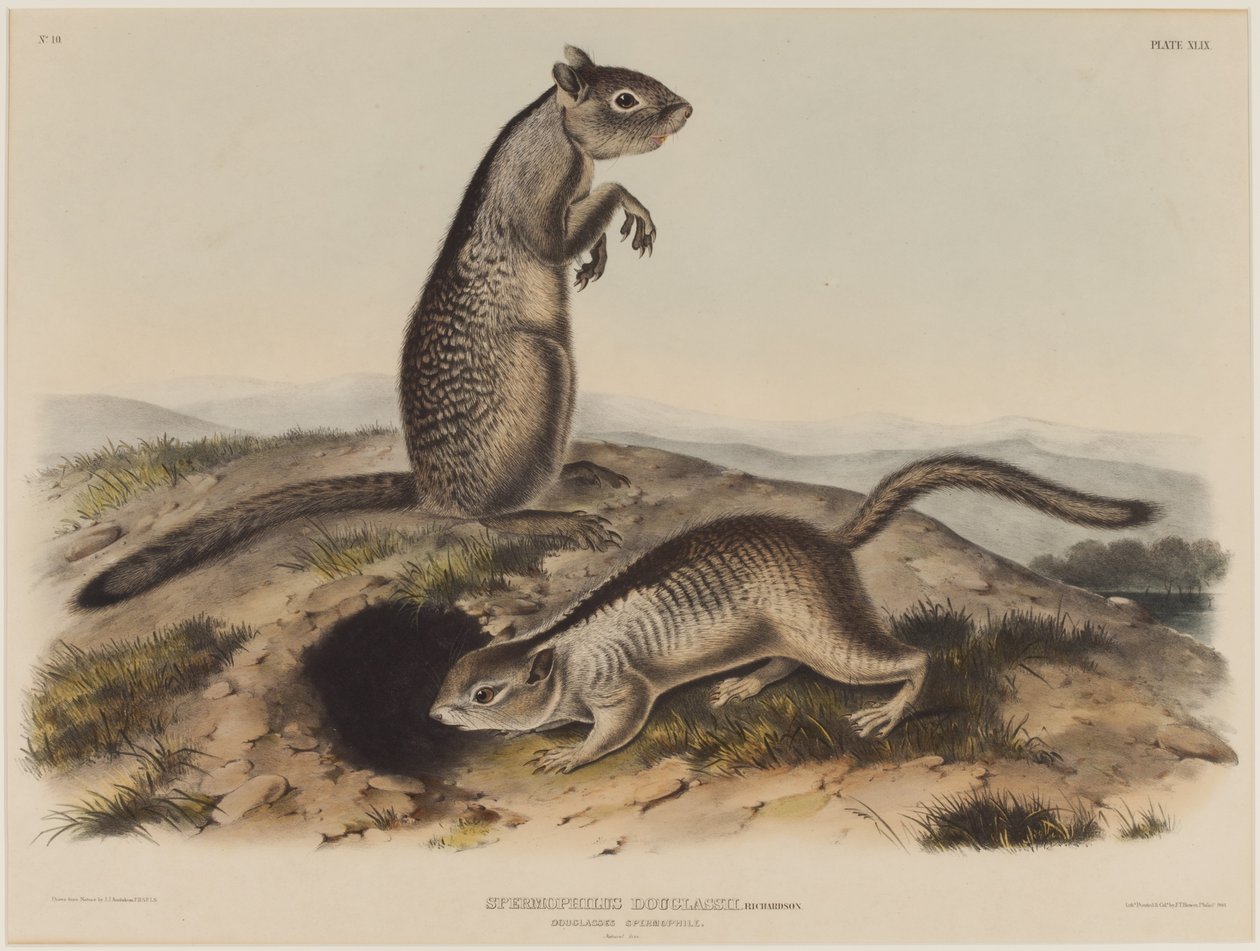 Spermophilus Douglassii (dwie wiewiórki Douglas) autorstwa John James Audubon