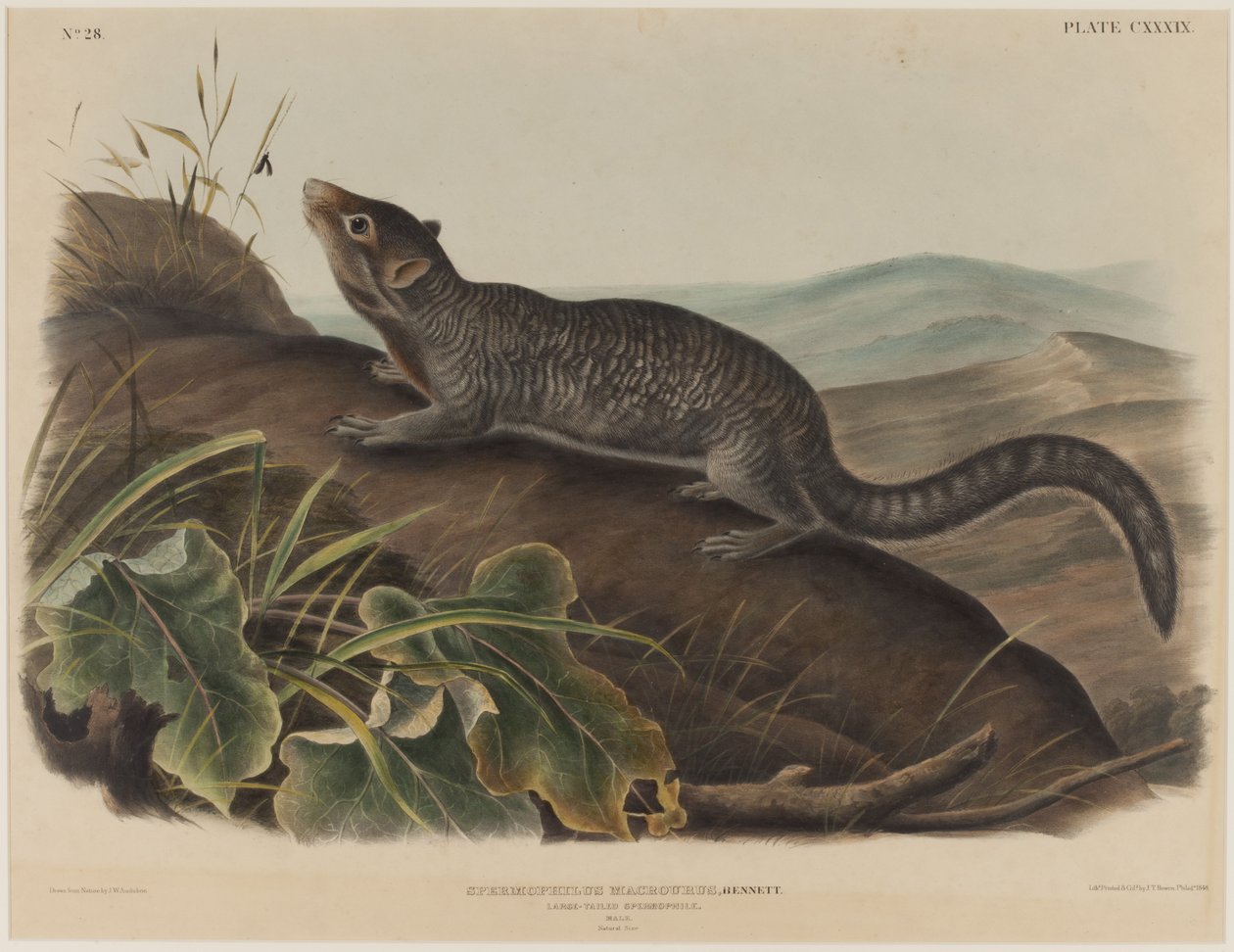 Spermophilus Macrourus (wiewiórka wielkoogoniasta) autorstwa John James Audubon