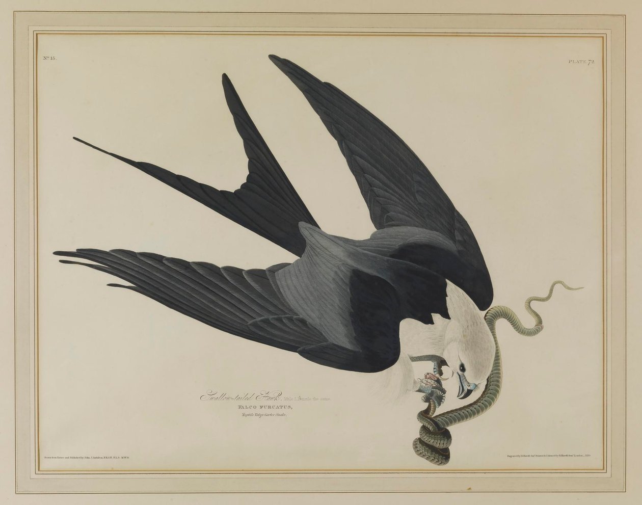 Kania jaskółcza autorstwa John James Audubon