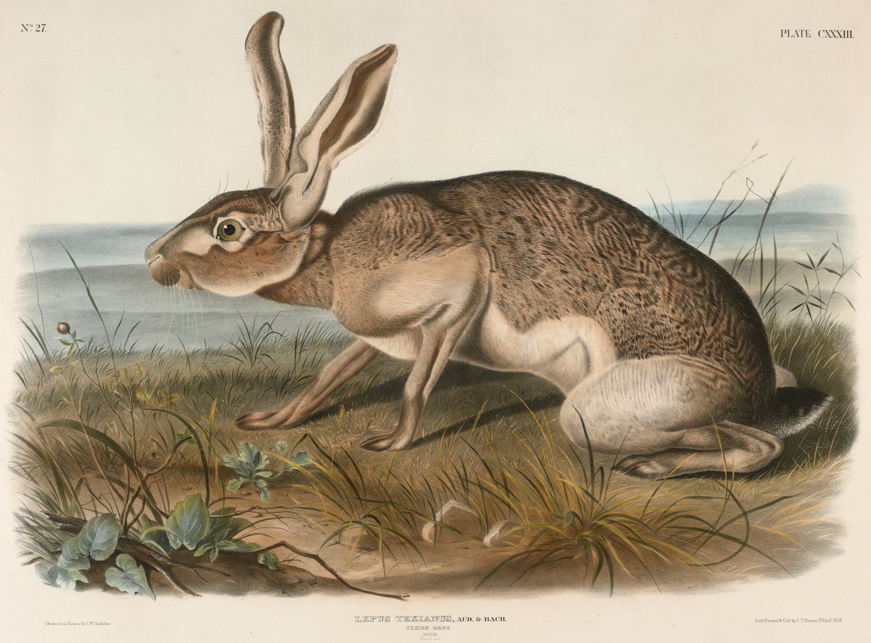 Zając Texian (Lepus Texianus), 1848 (ręcznie kolorowana litografia) autorstwa John James Audubon