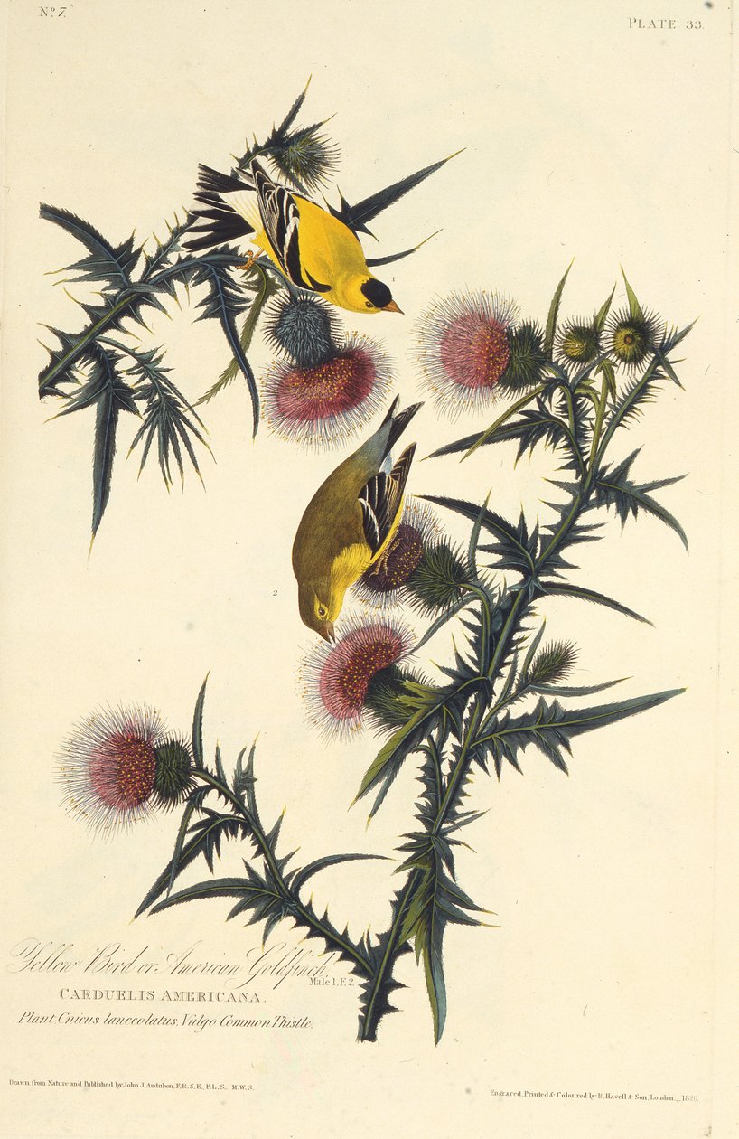 Szczygieł amerykański. Z Ptaków Ameryki, 1827-1838. autorstwa John James Audubon