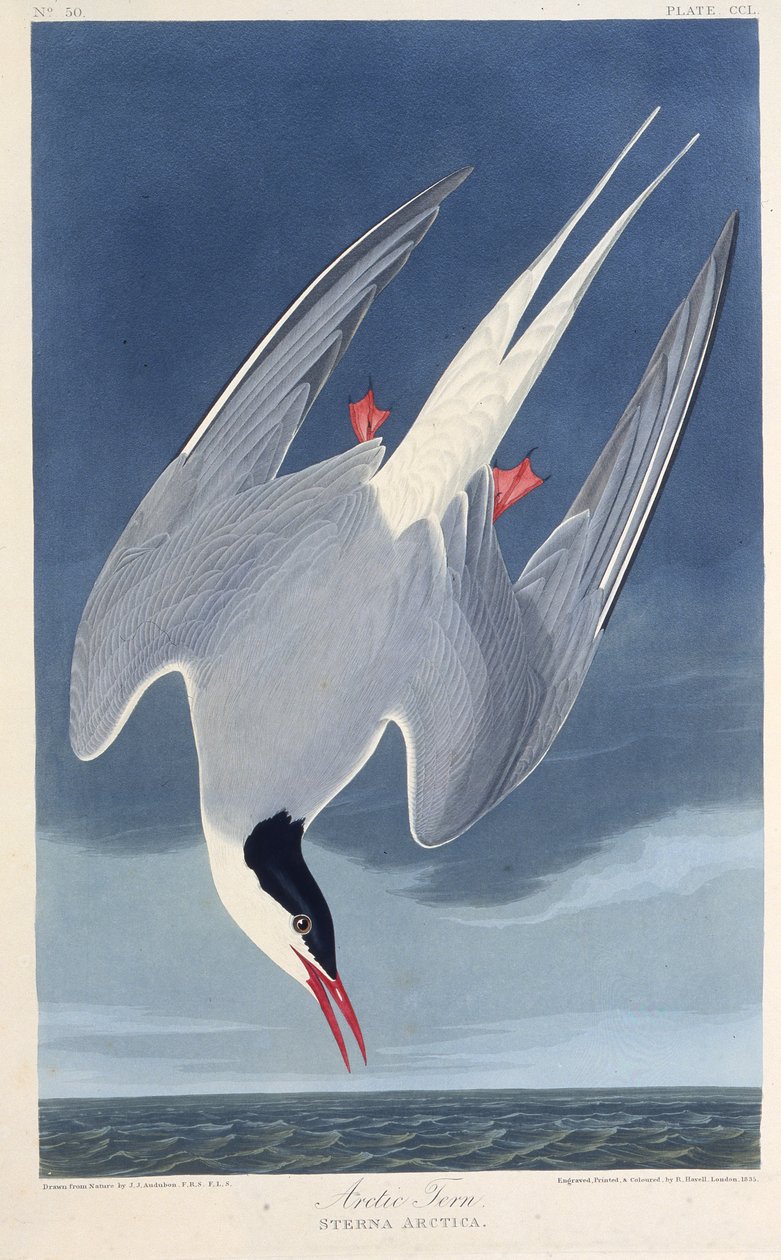 Rybitwa popielata. Z Ptaków Ameryki, 1827-1838. autorstwa John James Audubon