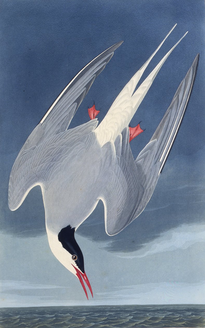 Rybitwa popielata. Z Ptaków Ameryki, 1827-1838. autorstwa John James Audubon