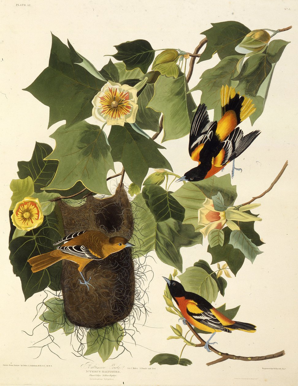 Wilga Baltimore. Z Ptaków Ameryki, 1827-1838. autorstwa John James Audubon