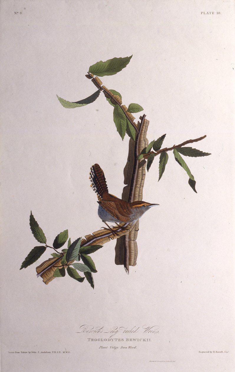 Strzyżyk Bewicków. Z Ptaków Ameryki, 1827-1838. autorstwa John James Audubon