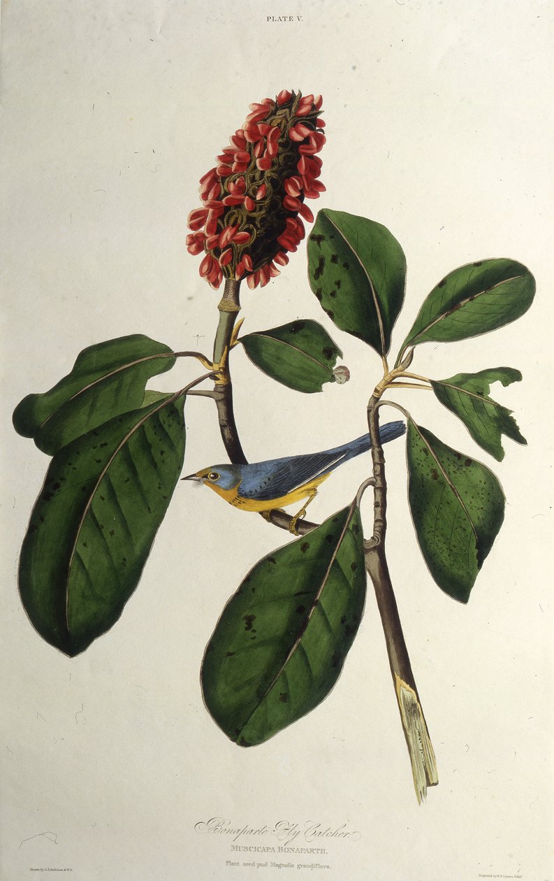 Lasówka kanadyjska. Z Ptaków Ameryki, 1827-1838. autorstwa John James Audubon