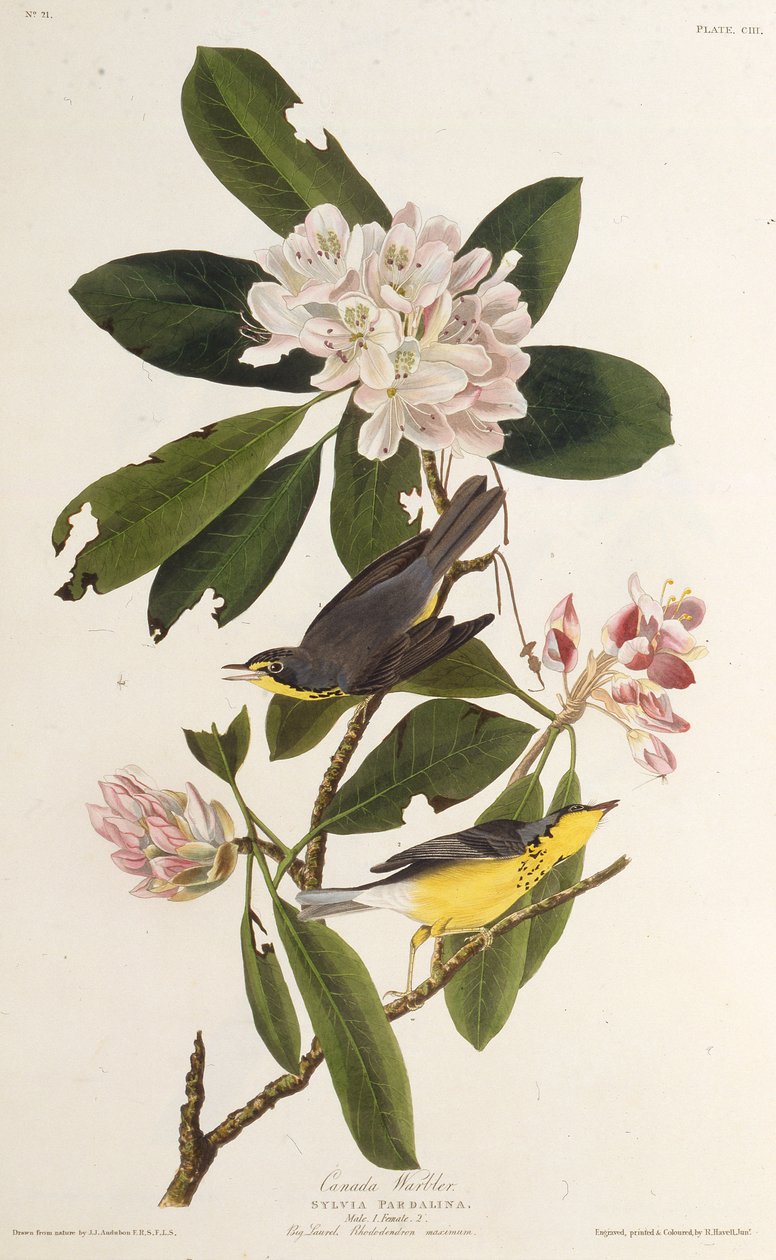 Lasówka kanadyjska. Z Ptaków Ameryki, 1827-1838. autorstwa John James Audubon