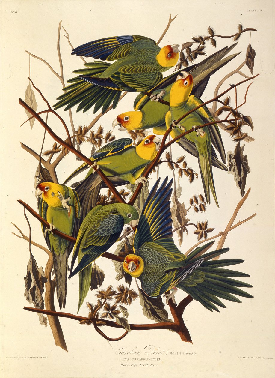 Papuga karolińska, Z ptaków Ameryki, 1827-1838. autorstwa John James Audubon